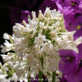 Agapanthus 'Ever White'