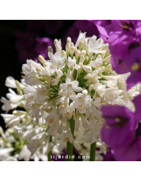 Agapanthe 'Ever White'