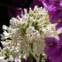 Agapanthe 'Ever White'