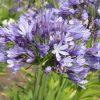 Agapanthus 'Megan's Mauve'