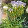 Agapanthus 'Megan's Mauve'