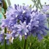 Agapanthus 'Lavender Haze'