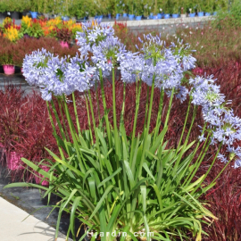 Agapanthus 'Lavender Haze'