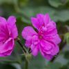 Geranium lierre double 