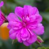 Geranium lierre double 