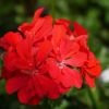 Geranium lierre double 