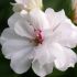 Geranium lierre double - Géranium retombant