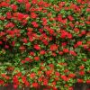 Geranium lierre simple 'Roi du Balcon'