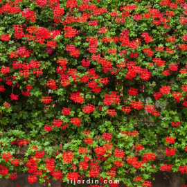 Geranium lierre simple 'Roi du Balcon'