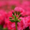 Pelargonium - Géranium "Pretty Little"