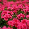 Pelargonium - Géranium "Pretty Little"