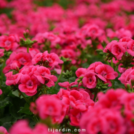 Pelargonium - Géranium "Pretty Little"