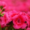 Pelargonium - Géranium "Pretty Little"