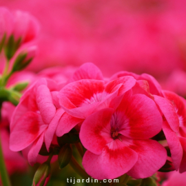 Pelargonium - Géranium "Pretty Little"