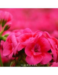 Pelargonium - Géranium "Pretty Little"