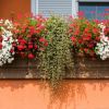 Geranium lierre simple 'Roi du Balcon'