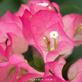 Bougainvillea 'Imperial Thaï Delight'