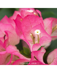 Bougainvillier 'Imperial Thaï Delight'