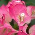 Bougainvillier 'Imperial Thaï Delight'