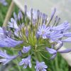 Agapanthus 'Crystal Blue'