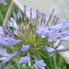 Agapanthus 'Crystal Blue'