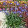 Agapanthus 'Northern Star'