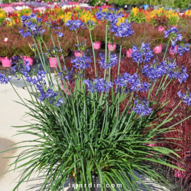 Agapanthus 'Northern Star'