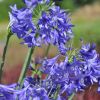 Agapanthus 'Northern Star'