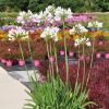 Agapanthus 'Phantom'