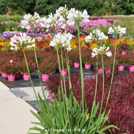 Agapanthus 'Phantom'