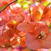 Bougainvillea 'San Diego Orange'