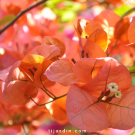 Bougainvillea 'San Diego Orange'