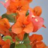 Bougainvillea 'San Diego Orange'