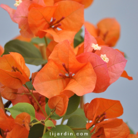 Bougainvillea 'San Diego Orange'