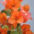 Bougainvillier 'San Diego Orange'