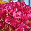 Bougainvillea 'San Diego Grenat'