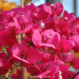 Bougainvillea 'San Diego Grenat'