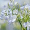 Agapanthus 'Silver Baby'