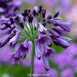 Agapanthus 'Poppin purple'