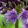 Agapanthus 'Poppin purple'