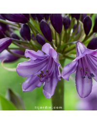 Agapanthe 'Poppin Purple'