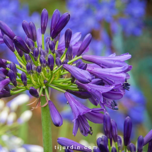 Agapanthus 'Purple Delight'
