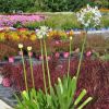 Agapanthus 'Queen Mum'