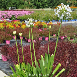 Agapanthus 'Queen Mum'