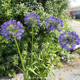 Agapanthus 'Regal Beauty'