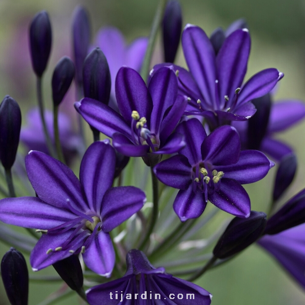 Agapanthus 'Royal Velvet'