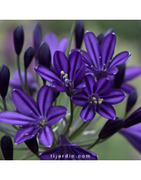 Agapanthus 'Royal Velvet'