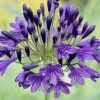 Agapanthus 'Royal Velvet'