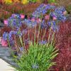 Agapanthus 'Sandringham'