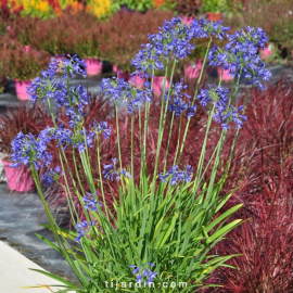 Agapanthus 'Sandringham'
